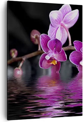 Produktbild von Bild auf Leinwand - Leinwandbild - Einteilig - Asien exotisch orchidee blume - 50x70cm - Wand Bild - Wanddeko - Wandbilder - Leinwanddruck - Wanddekoration - Leinwand bilder - Wandbild - PA50x70-2312