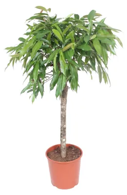 Produktbild von Zimmerpflanze - Ficus Amstel King - Zimmerfeige - Für das Wohnzimmer - Für Büro und Zuhause - Topf Ø30cm - Höhe 130cm