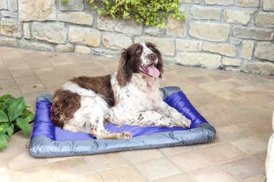 Image de Tapis imperméable pour chiens et chats, dimensions 71 x 57 x 6,5 cm, couleur bleue