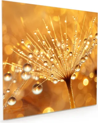 Produktbild von Küchenrückwand Spritzschutz Glas mit Motiv Löwenzahn Tropfen 40 x 40 cm
