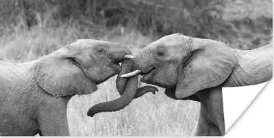 Produktbild von MuchoWow® Poster Elefant - Kuscheltier - Gras 40x20 cm - Poster für die Wand - Poster Schlafzimmer