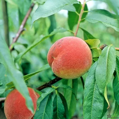 Produktbild von Pfirsich verschieden Sorten 80-120 cm, Pfirsich:Kernechter vom Vorgebirge