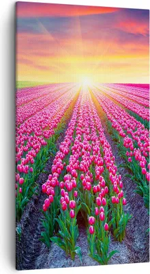 Produktbild von Bild auf Leinwand - Leinwandbild - Wiese Tulpen Sonnenuntergang Frühling - 45x80cm - Wand Bild - Wanddeko - Leinwanddruck - Bilder - Kunstdruck - Leinwand bilder - Wandkunst - PA45x80-2841