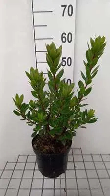 A potted plant is shown against a white background with a ruler for scale.