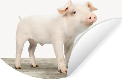 Produktbild von MuchoWow® Runde Wandtattoo - Wandsticker Tapete Aufkleber Tiere - Schwein - Baby Ø 80 cm Selbstklebend und Repositionierbar - Wandaufkleber - Kreis - Mauerkreis - Wand Bilder - Wandsticker - Wohnzimmer Dekoration - Dekoration für die Wände - Aluminium - Babyzimmer