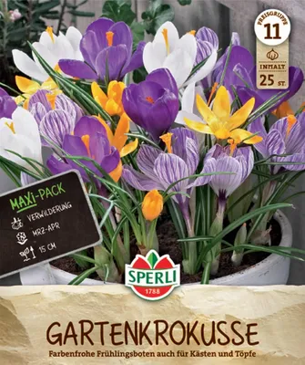 Produktbild von SPERLI Maxi Gartenkrokus Mix Crocus vernus 25 Zwiebeln
