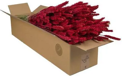 Obrázok produktu pre Sušené kvety - pšenica (Triticum) - cervená - 4 kytice - Ø60cm - kytice zo