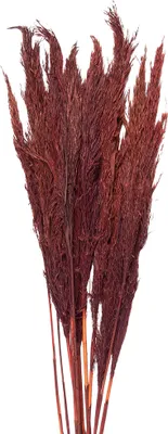 Produktbild von Clayre & Eef Trockenblumen 100 cm Rot Trockenblumen