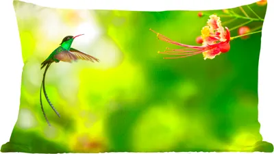 Produktbild von MuchoWow® Zierkissen Sofakissen Wohnzimmer Dekokissen 50x30 cm Vogel - Kolibri - Grün - Wohnzimmerdekoration - Polster mit Photo