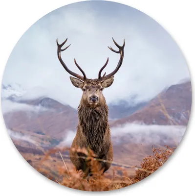 Produktbild von Sticker RUND für Wohnzimmer Schlafzimmer Büro HIRSCH Tier Gebirge Natur Landschaft 3D Wanddeko Wandtattoo Aufkleber 100 cm x 100 cm