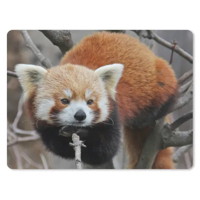 Obrázek produktu pro Podložka pod myš - Červená panda - větve - strom - 23x19cm - Podložka pod myš