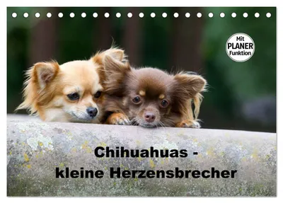 Produktbild von Chihuahuas - kleine Herzensbrecher (Tischkalender 2027 DIN A5 quer), CALVENDO Monatskalender