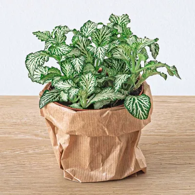 Produktbild von Fittonia White - White Tiger - Mosaikpflanze