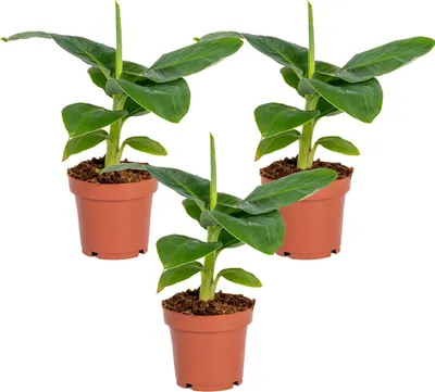 Zdjęcie produktu dla Bloomique - Zestaw 3 sztuk - Musa Dwarf Cavendish - Roślina bananowa - Rośliny doniczkowe - Oczyszczające powietrze - Przyjazne dla zwierząt - Wysokość 20-30 cm - Doniczka 12 cm