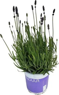 Obrázek produktu pro Levandule - Lavandula Hidcote Blue - pokojová a balkonová rostlina, výška cca