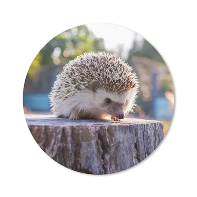 Produktbild von MuchoWow® Mauspad Mousepad Igel - Baumstumpf - Wald 30x30 cm - Mousepads - Maus Mat - Pad - Mausunterlage - Tischunterlage - Schreibtischmatten