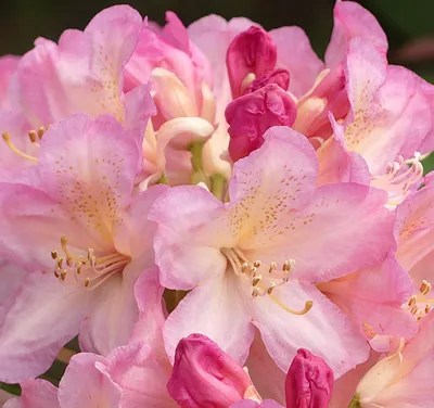 Produktbild von Rhododendron yakushimanum 'Percy Wiseman' Japanische Azalee 30 - 40 cm