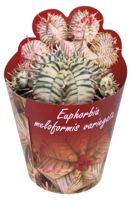 Produktbild von Euphorbia meloformis variegata - seltenes Wolfsmilchgewächs - Rarität - 6,5cm Topf - 15cm hoch