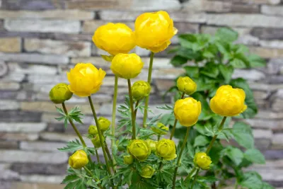Produktbild von Trollius x cult.'Lemon Queen', Trollblume, zitronengelb, ca. 11x11 cm Topf