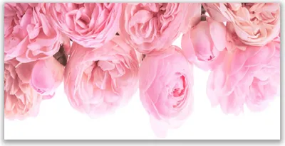 Produktbild von Acrylglasbilder 120x60 Wandbild Druck Rosen Pflanzen