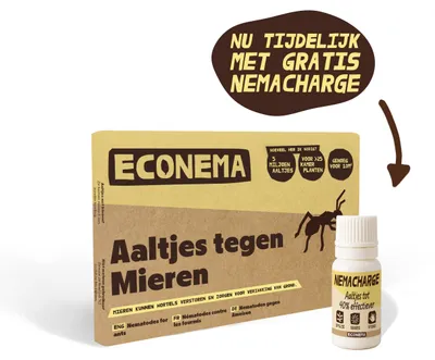 Productafbeelding van Econema Aaltjes tegen mieren – mieren bestrijden bij het nest – 20 m²