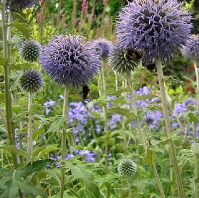 Produktbild von 6 x Banater Kugeldistel  - Echinops bannaticus 'Taplow Blue'  | Topf 9cm x 9cm