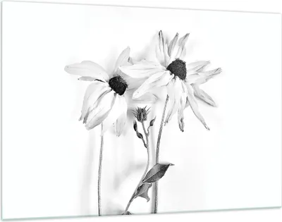 Produktbild von Bilder auf glas - Einteilig - Verwelkt Blumen Monochrom - 120x80cm - Glasbilder - Wandbilder - Bilder - Wanddekoration aus Glas - Glas Bilder - Wandbild auf Glas - GAA120x80-4737