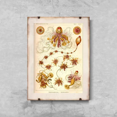Produktbild von Poster - Canvas - Leinwand - 29,7 cm x 42 cm - Nautical Siphonophorae
