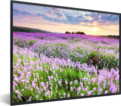 Produktbild von MuchoWow® Gerahmtes Poster Blumen - Lavendel - Lila - Himmel - Sonnenuntergang - Wiese - Natur 40x30 cm - Poster mit Schwarzem Bilderrahmen Wandposter Rahmen Foto Bilder - Kunstposter - Wanddekorationen