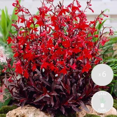 Image de Bloomique - Lot de 6 - Lobelia Queen Victoria - Lobélie cardinalis - Lobélie écarlate - Rouge - Plantes de bassin - Plantes aquatiques - Rustique - Hauteur 20-30 cm - Pot 9 cm