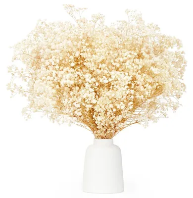 Immagine prodotto di Schleierkraut essiccato, fiori secchi, 3500+ boccioli, colore bianco, altezza 43 cm
