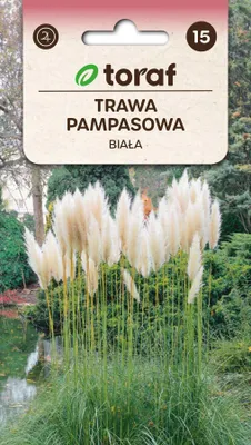 Produktbild von Weißes Pampasgras Blumensamen – 664 Toraf