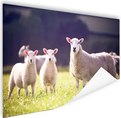 Produktbild von MuchoWow® Poster Schaf - Lamm - Blumen 90x60 cm - Schlafzimmer