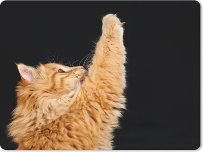 Produktbild von MuchoWow® Mauspad Mousepad Katze mit erhobener Pfote 23x19 cm - Mousepads - Maus Mat - Pad - Mausunterlage - Schreibtischunterlage - Mauspad
