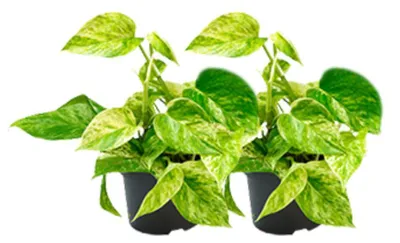 Zdjęcie produktu dla Epipremnum Marble Queen | 2 rośliny - 15cm - Ø12cm - Roślina doniczkowa - Wielozadaniowość