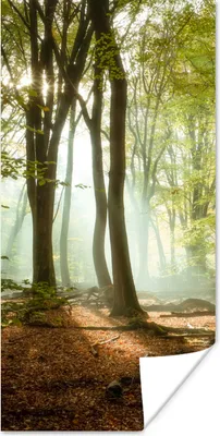 Produktbild von MuchoWow® Poster Wald - Sonne - Jahreszeiten - Landschaft 60x120 cm - Wandschmuck