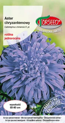 Produktbild von Samen von Aster tall chrysanthemum hellblau - Torseed