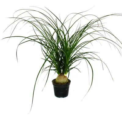 Produktbild von Kleiner Elefantenfuß – Beaucarnea recurvata – Nolina – Zimmerpflanze – 12-cm-Topf – Kugel