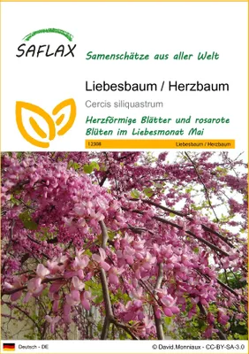 Produktbild von SAFLAX - Liebesbaum / Herzbaum - Cercis siliquastrum - 60 Samen