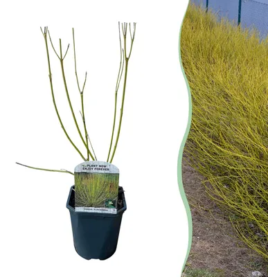 Produktbild von GreenboutiQ - Sträucher - Cornus alba Flaviramea - Grüne Zweige - 1 Pflanze - Laubabwerfend - Wenig Pflege - Topf 17cm Höhe 45cm