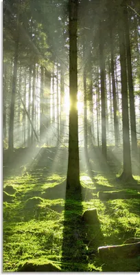 Produktbild von ARTland Glasbild Wald im Gegenlicht Größe: 30x60 cm