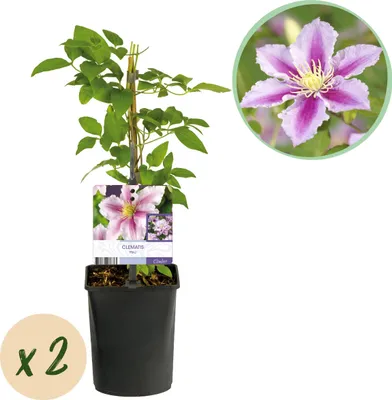 Obrázok produktu pre GreenboutiQ - Popínavá rastlina - Clematis Piilu - Ružový kvet - Nenáročná údržba - 2 rastliny - Kvetináč 11cm Výška 40cm