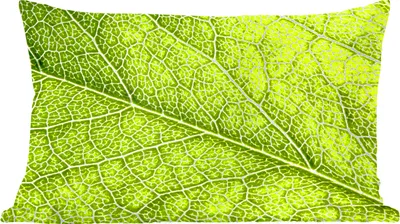Produktbild von MuchoWow® Zierkissen Sofakissen Wohnzimmer Dekokissen 50x30 cm Grüne Inseln im Adersystem - Wohnzimmerdekoration - Polster mit Photo