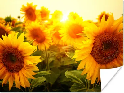Produktbild von MuchoWow® Poster Sonnenblume - Gelb - Blumen - Sonne 160x120 cm - Foto Plakat