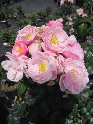 Produktbild von Rosa Utopia ® - Strauchrose Utopia ® - ADR Rose - Delbard Rose