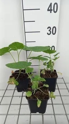 Image de 6 x Lunaria annua 'Albiflora' - Lunaria - pot 9 x 9 cm