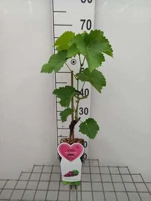 Produktbild von Vitis vin. 'Suffolk Red' - Kernlose rote Weinrebe 'Suffolk Red' | 50-60 cm im topf