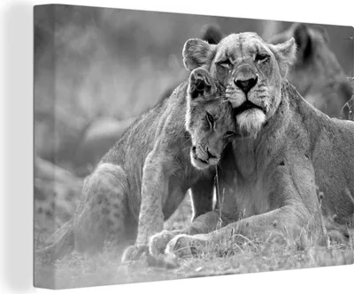Produktbild von MuchoWow® - Leinwandbilder - Löwin mit Jungtier - schwarz und weiß, Wandbild, Wanddeko Bilder Wohnzimmer, 60x40 cm