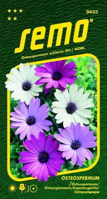 Zdjęcie produktu dla Osteospermum – mieszanka Balade 0,30 g