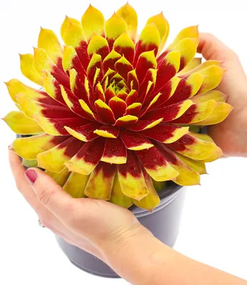 Produktbild von BALDUR-Garten 1x Sempervivum Giants 'Gold Mine', Pflanze im 9x9 cm-Topf, Sukkulente, mehrjährig - frostfrei halten, pflegeleicht, trockenheitsverträglich, hitzebeständig, immergrün